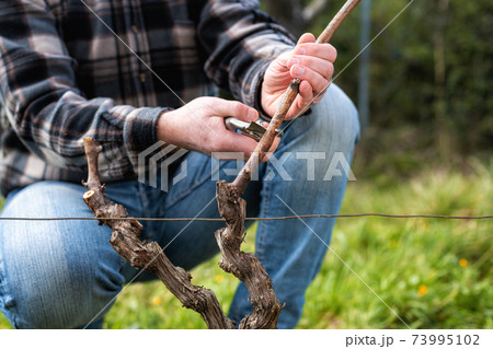 Farmer pruning the vine in winter. Agriculture. 73995102