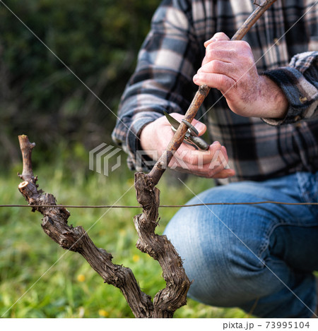 Farmer pruning the vine in winter. Agriculture. Farmer pruning the vine in winter. Agriculture. 73995104