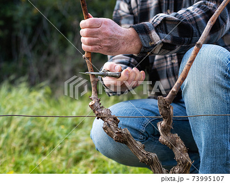 Farmer pruning the vine in winter. Agriculture. Farmer pruning the vine in winter. Agriculture. 73995107