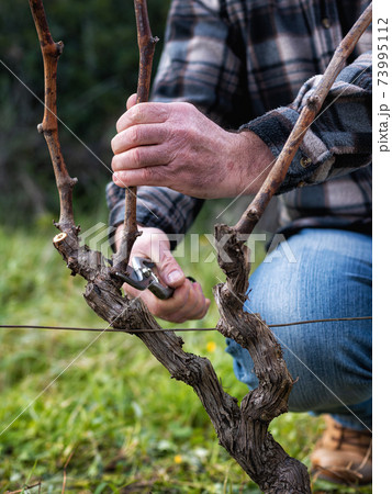 Farmer pruning the vine in winter. Agriculture. Farmer pruning the vine in winter. Agriculture. 73995112