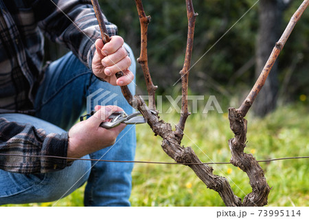 Farmer pruning the vine in winter. Agriculture. Farmer pruning the vine in winter. Agriculture. 73995114
