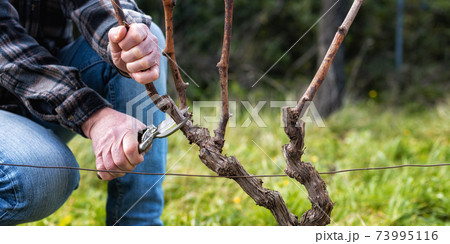 Farmer pruning the vine in winter. Agriculture. Farmer pruning the vine in winter. Agriculture. 73995116