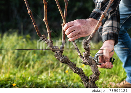 Farmer pruning the vine in winter. Agriculture. Farmer pruning the vine in winter. Agriculture. 73995121