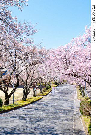 長野県 大草城址公園の桜の写真素材