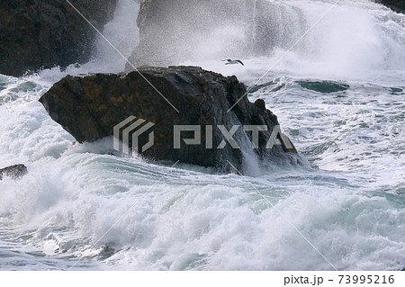 日本海波と鳥の写真素材