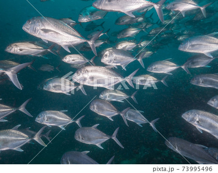 ロウニンアジの群れ (メルギー諸島、ミャンマー) ロウニンアジの群れ (メルギー諸島、ミャンマー) 73995496