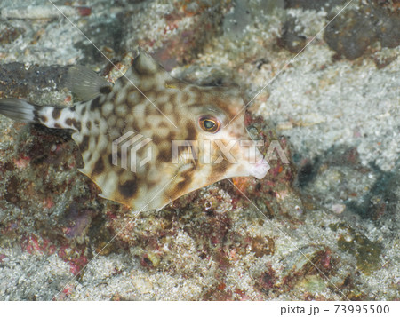 砂地を泳ぐウミスズメ ハコフグの仲間 メルギー諸島 ミャンマー の写真素材