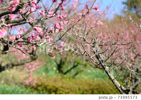 吉野公園の美しい梅の花 73995573