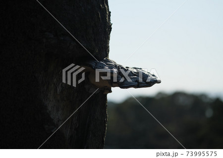 猿の腰掛けの美しいシルエット 73995575