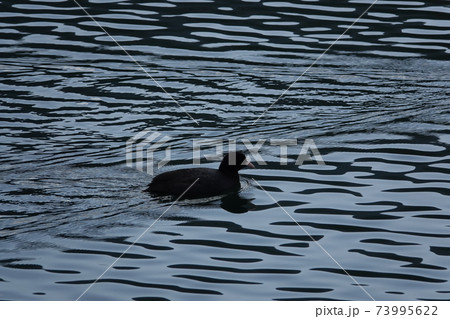 黒い水鳥のバン 黒い水鳥のバン 73995622