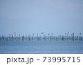 湖上の魞で休憩する鳥 73995715