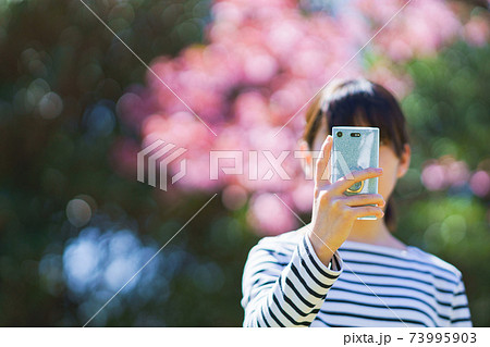 桜をスマホで撮影する　【春　イメージ】 73995903