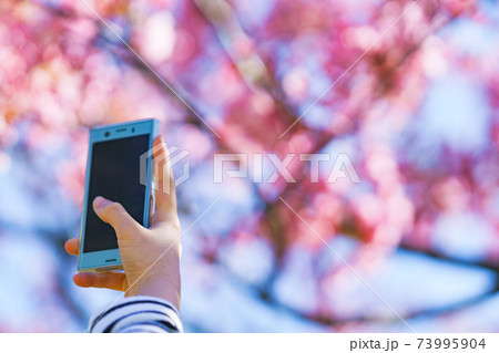 桜をスマホで撮影する 【春 イメージ】 桜をスマホで撮影する 【春 イメージ】 73995904