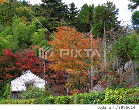 京都 嵯峨野 民家の紅葉と白い土蔵(重要伝統的建造物群保存地区、初冬) 京都 嵯峨野 民家の紅葉と白い土蔵(重要伝統的建造物群保存地区、初冬) 73996014