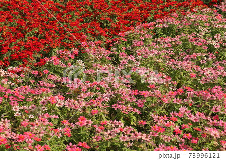 秋に咲くジニアプロフュージョンの花壇の写真素材