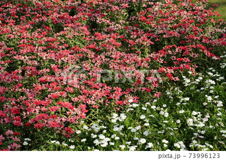 秋に咲くジニアプロフュージョンの花壇の写真素材