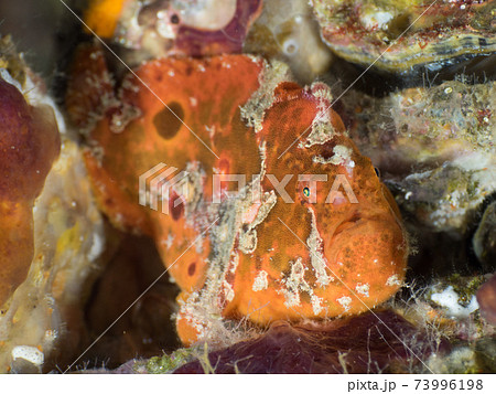 ウルマカエルアンコウ (メルギー諸島、ミャンマー) ウルマカエルアンコウ (メルギー諸島、ミャンマー) 73996198