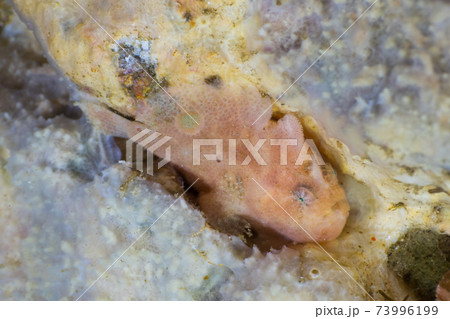 海綿に擬態するベニカエルアンコウの幼魚 (メルギー諸島、ミャンマー) 海綿に擬態するベニカエルアンコウの幼魚 (メルギー諸島、ミャンマー) 73996199
