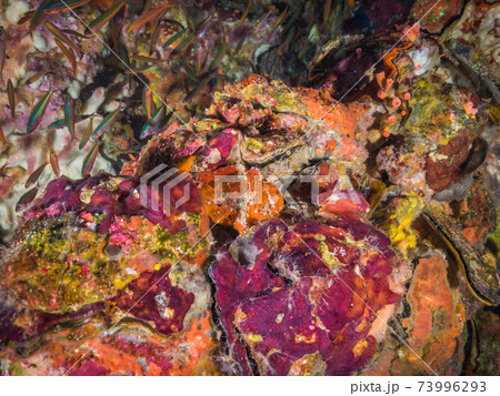 珊瑚礁の岩に擬態するウルマカエルアンコウ (メルギー諸島、ミャンマー) 73996293