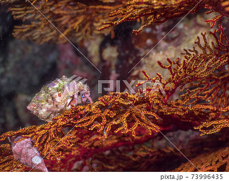 ウミウチワの上に佇む小さなヤドカリ (メルギー諸島、ミャンマー) ウミウチワの上に佇む小さなヤドカリ (メルギー諸島、ミャンマー) 73996435