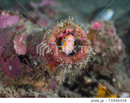 海中の空瓶に棲むミナミギンポ (メルギー諸島、ミャンマー) 73996436