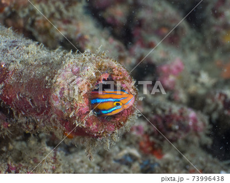 海中の空瓶に棲むミナミギンポ (メルギー諸島、ミャンマー) 海中の空瓶に棲むミナミギンポ (メルギー諸島、ミャンマー) 73996438