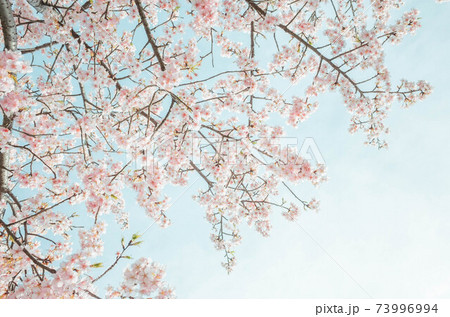 桜と空 73996994