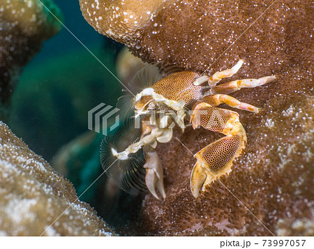 エンタクイソギンチャクに棲むコホシカニダマシ (メルギー諸島、ミャンマー) エンタクイソギンチャクに棲むコホシカニダマシ (メルギー諸島、ミャンマー) 73997057