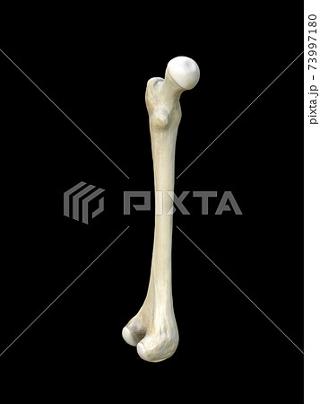 Left human femur bone, Femur bone structure. Human health concept useful for medical, black background, 3d rendering 73997180