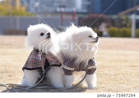 公園の白い可愛い白いポメラニアンの写真素材