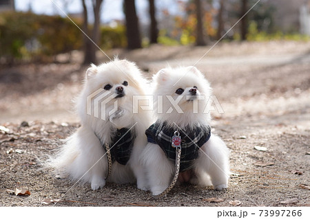可愛い白いポメラニアン 可愛い白いポメラニアン 73997266