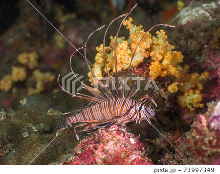 ハナミノカサゴの幼魚 (メルギー諸島、ミャンマー) 73997349