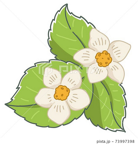 Growing strawberry, leaves and blooming flower Growing strawberry, leaves and blooming flower 73997398