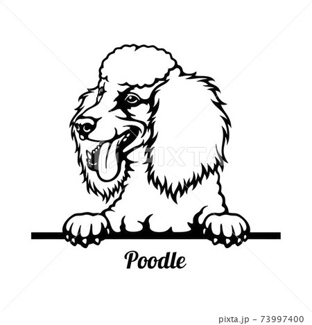 Poodle Peeking Dog - head isolated on white Poodle Peeking Dog - head isolated on white 73997400