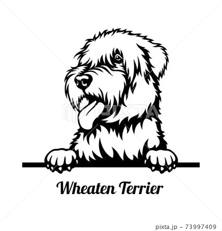 Wheaten Terrier Peeking Dog - head isolated on white 73997409