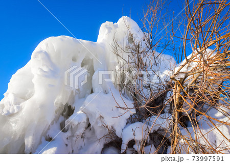 A wave stopped by a tree and turned to ice in winter 73997591
