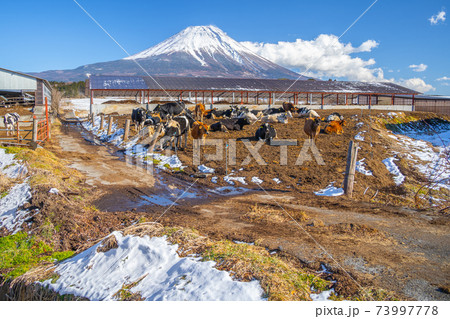 冬の朝霧高原 牛の写真素材