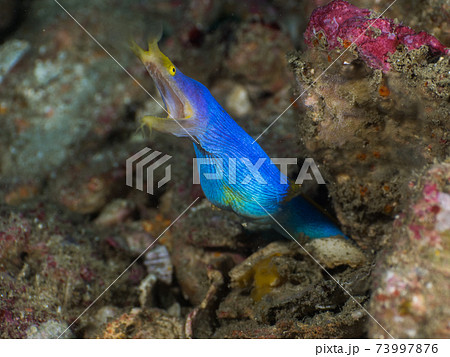 巣穴から顔を出す青いハナヒゲウツボ (メルギー諸島、ミャンマー) 巣穴から顔を出す青いハナヒゲウツボ (メルギー諸島、ミャンマー) 73997876