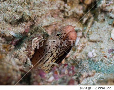 巣穴から顔を出すクルマウツボ (メルギー諸島、ミャンマー) 73998122