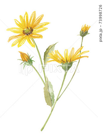 菊芋 キクイモ 花 菊芋 キクイモ 花 73998726