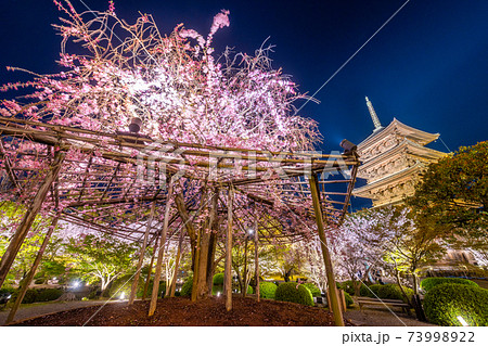 京都・東寺の桜　 73998922