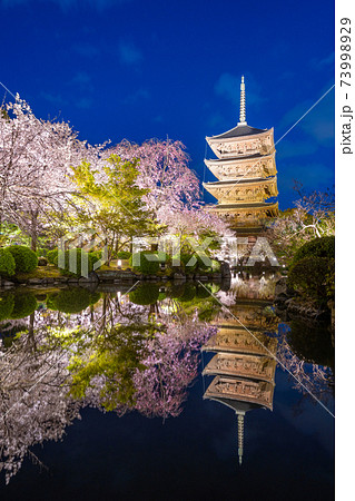 京都・東寺の桜 京都・東寺の桜 73998929
