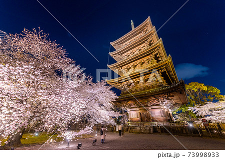 京都・東寺の桜　 73998933