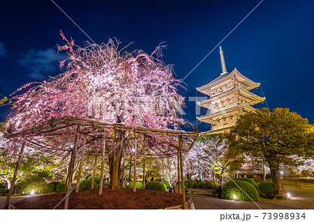 京都・東寺の桜　 73998934