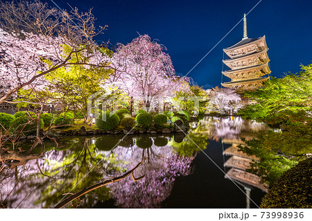 京都・東寺の桜　 73998936