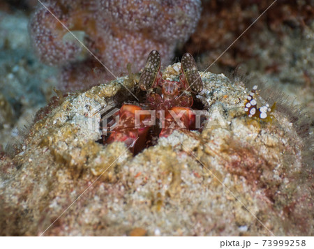 巣穴に潜むトラフシャコの仲間(Lysiosquillina lisa) (メルギー諸島、ミャンマー) 73999258