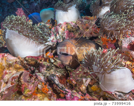岩の隙間に潜むゴマウツボ (メルギー諸島、ミャンマー) 岩の隙間に潜むゴマウツボ (メルギー諸島、ミャンマー) 73999416