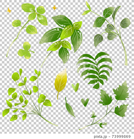 緑の植物とハーブの手書きイラストのイラスト素材