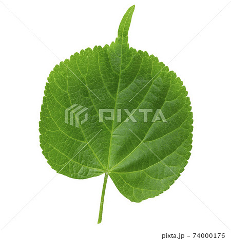 One single leaf of lime tree isolated on a white background, top view. 74000176