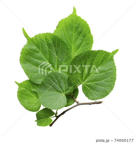 Branch of linden tree leaves isolated on a white background, top view. 74000177